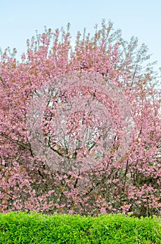 Wild Himalayan Cherry (Prunus cerasoides)