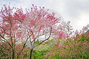 Wild Himalayan Cherry or Prunus cerasoides, blooming on tree in northern.