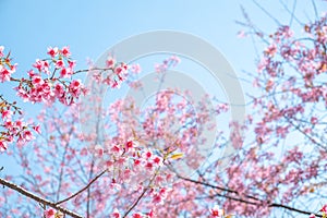 Wild Himalayan Cherry or Prunus cerasoides, Cherry blossom