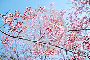 Wild Himalayan Cherry or Prunus cerasoides, Cherry blossom