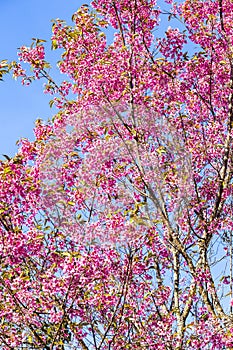 Wild Himalayan cherry Prunus cerasoides flowers in blue sky, T