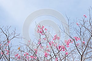 Wild Himalayan Cherry (Prunus cerasoides) Sakura of Thailand.