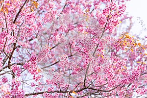 Wild Himalayan Cherry or Thailand\'s Cherry Blossom