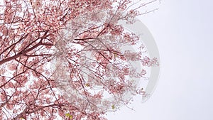 Wild Himalayan Cherry on white background in Thailand