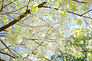 Wild himalayan sakura cherry blossom flower. blooming white flora tree