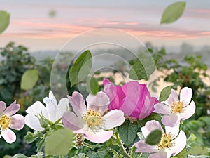 Wild hip rose but bush green leaves on pink sunset near seaside nature landscape floral background