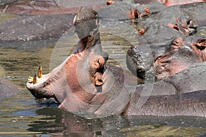 Wild hippo