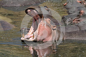 Wild hippo