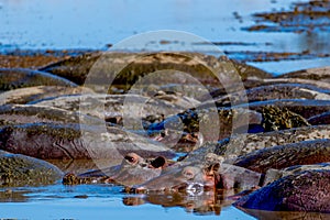 Wild hippo in Serengeti national park