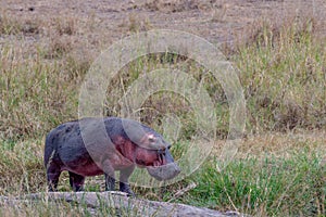 Wild hippo in Serengeti national park