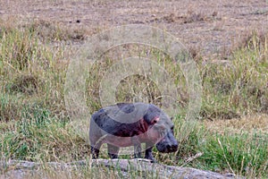 Wild hippo in Serengeti national park