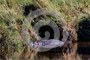 Wild hippo in Serengeti national park