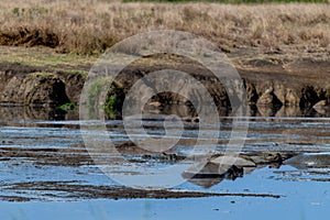 Wild hippo in Serengeti national park