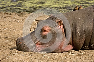 Wild hippo sleeping deeply on the river bank, african savannah, Kruger, South Africa photo