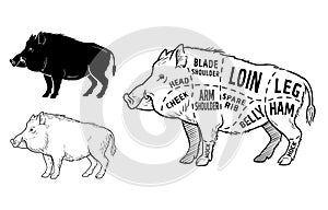 Wild hog, boar game meat cut diagram scheme - elements set on chalkboard