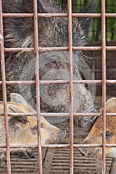 Wild hog in cage