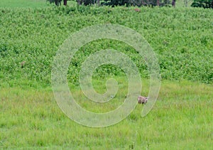 Hog Deer Hyelaphus porcinus