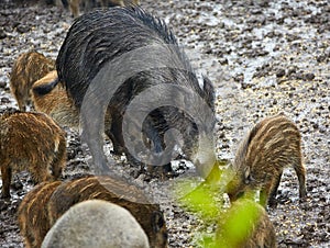 Wild hog female and piglets in the mud