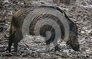 Wild hog female and piglets in the mud