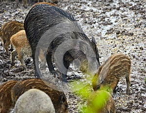 Wild hog female and piglets in the mud