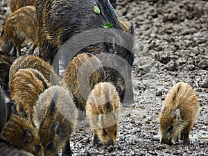 Wild hog female and piglets in the mud