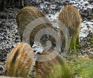 Wild hog female and piglets in the mud