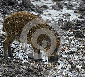 Wild hog female and piglets in the mud