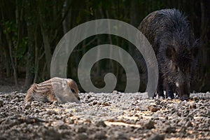 Wild hog herd in the forest