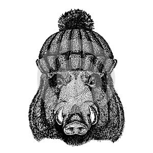 Wild hog, pig, boar, aper Cool animal wearing knitted winter hat. Warm headdress beanie Christmas cap for tattoo, t