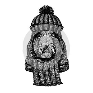 Wild hog, pig, boar, aper Cool animal wearing knitted winter hat. Warm headdress beanie Christmas cap for tattoo, t