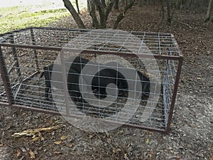 Wild hogs caught in trap