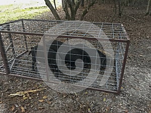 Wild hogs caught in trap photo