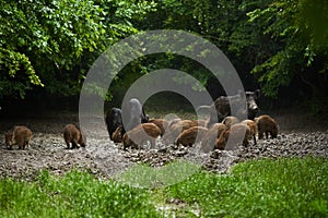 Wild hogs (feral pigs) in rain