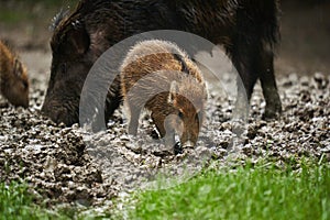 Wild hogs (feral pigs) in rain