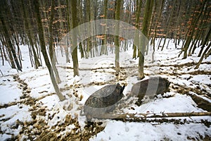 Wild hogs in muddy snow