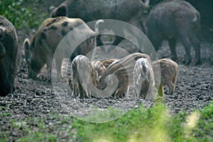 Wild hogs rooting in the forest