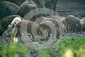 Wild hogs rooting in the forest