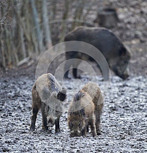 Wild hogs rooting in the mud