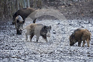 Wild hogs rooting in the mud