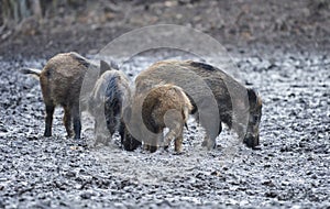 Wild hogs rooting in the mud