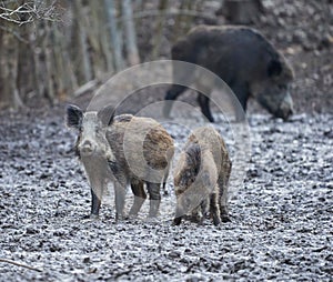 Wild hogs rooting in the mud