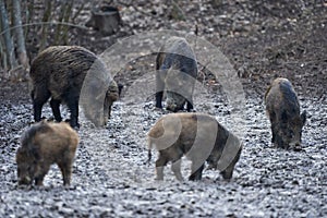 Wild hogs rooting in the mud