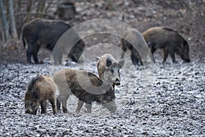 Wild hogs rooting in the mud