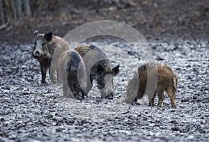 Wild hogs rooting in the mud