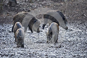 Wild hogs rooting in the mud