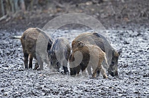 Wild hogs rooting in the mud