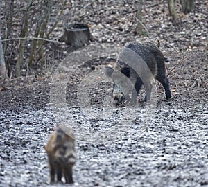 Wild hogs rooting in the mud