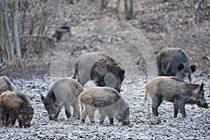 Wild hogs rooting in the mud