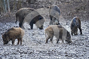 Wild hogs rooting in the mud