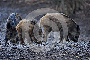 Wild hogs rooting in the mud